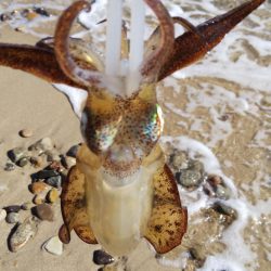 朝のエギング釣行